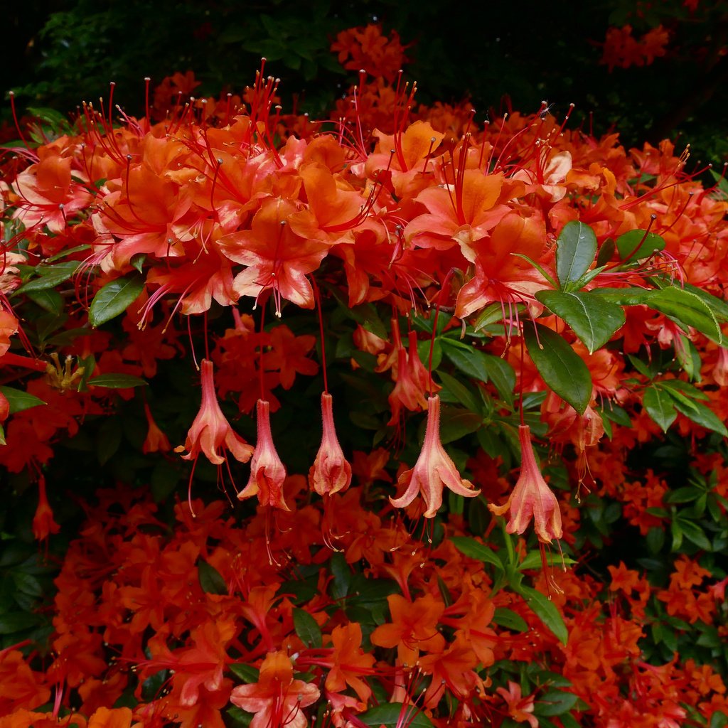 Обои цветы, красная, куст, азалия, рододендрон, flowers, red, bush, azalea, rhododendron разрешение 2048x1536 Загрузить