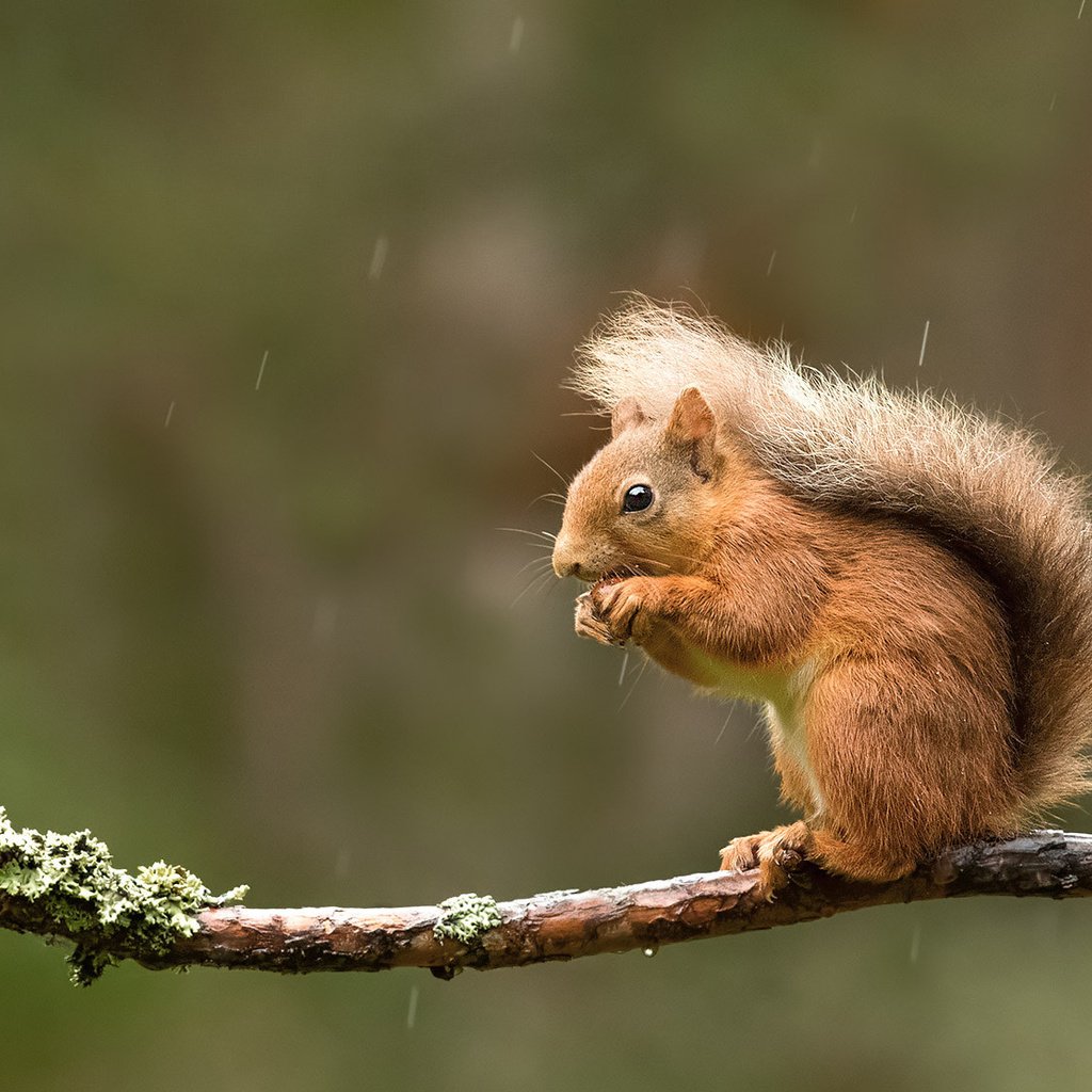 Обои ветка, дождь, белка, хвост, белочка, грызун, branch, rain, protein, tail, squirrel, rodent разрешение 2048x1113 Загрузить