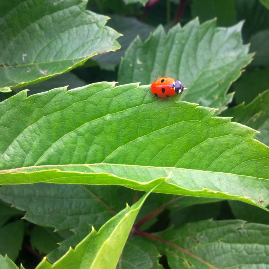 Обои зелень, листья, насекомое, лето, божья коровка, greens, leaves, insect, summer, ladybug разрешение 2592x1944 Загрузить