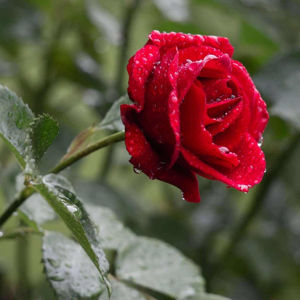 Обои цветок, роза, красная, дождь, капли воды, flower, rose, red, rain, water drops разрешение 2048x1361 Загрузить