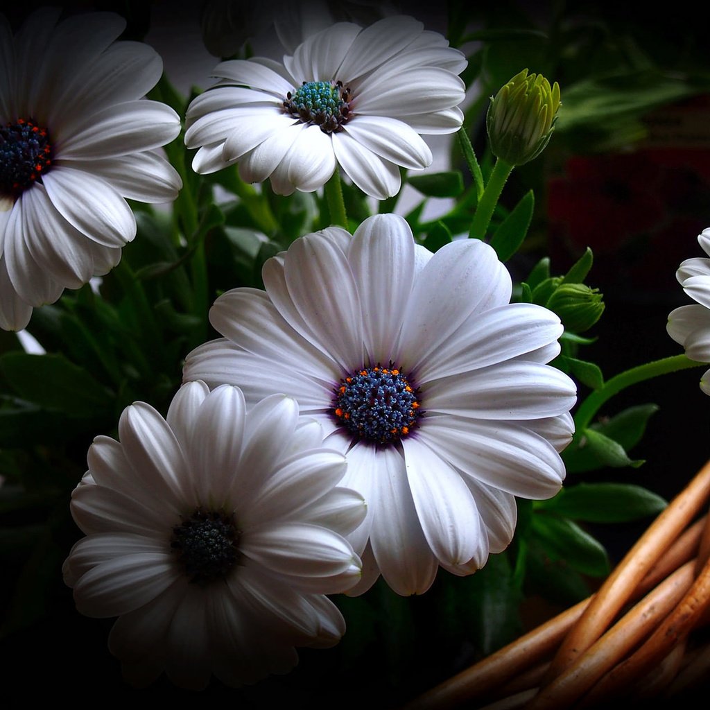 Обои цветы, фон, корзина, гербера, flowers, background, basket, gerbera разрешение 2048x1257 Загрузить