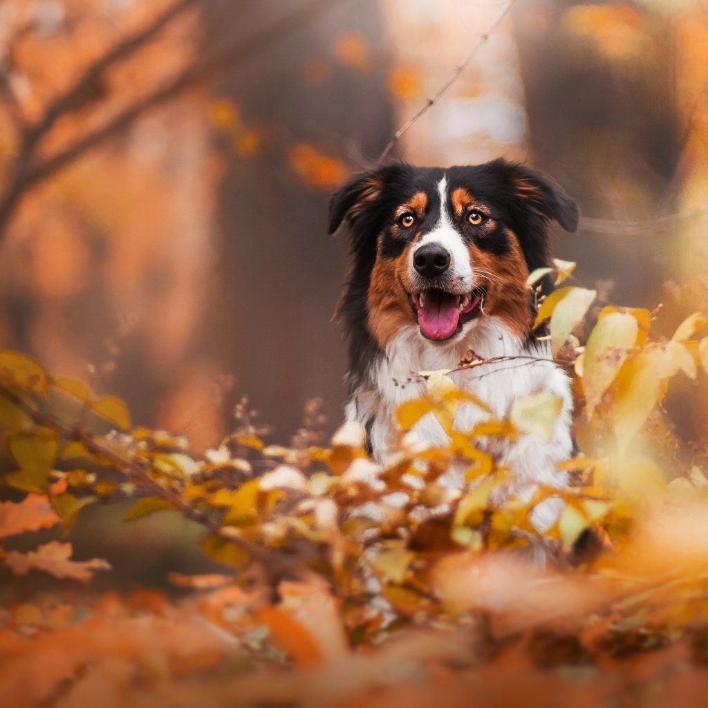 Обои взгляд, осень, собака, друг, бордер колли, look, autumn, dog, each, border collie разрешение 2047x1243 Загрузить