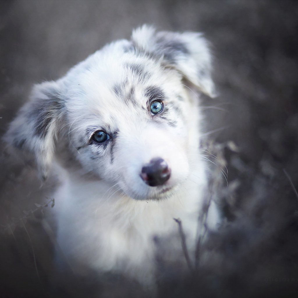 Обои взгляд, собака, друг, бордер-колли, alicja zmysłowska, look, dog, each, the border collie разрешение 1920x1280 Загрузить