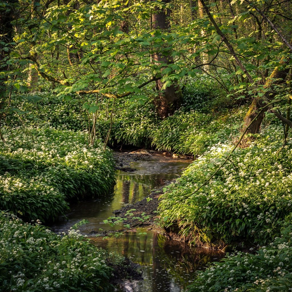 Обои цветы, шотландия, трава, stoneycliffe wood, деревья, зелень, лес, ручей, ветки, листва, flowers, scotland, grass, trees, greens, forest, stream, branches, foliage разрешение 2880x1920 Загрузить