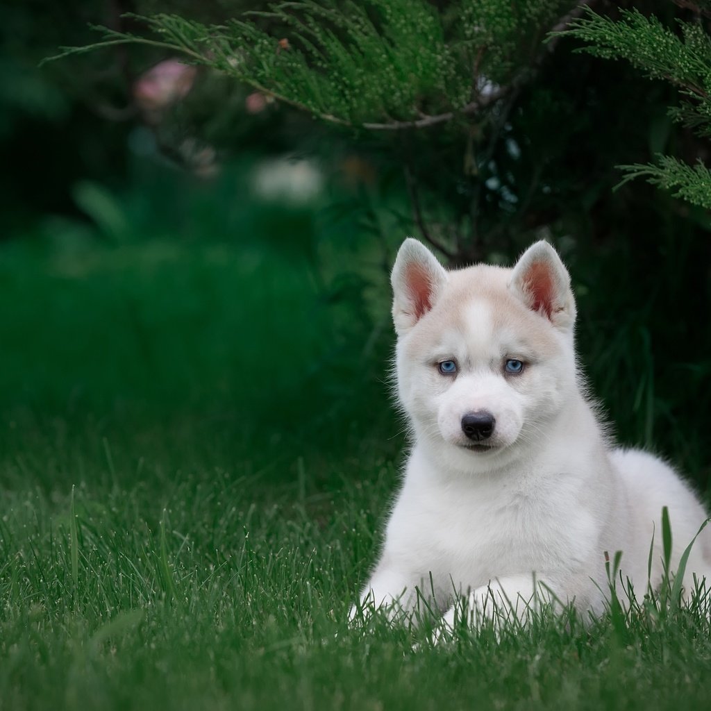 Обои трава, щенок, хаски, grass, puppy, husky разрешение 3000x1981 Загрузить