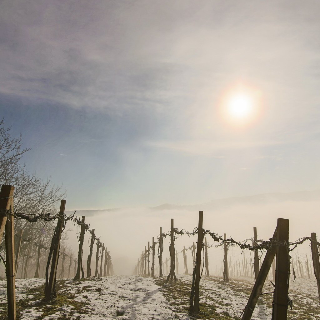 Обои утро, туман, забор, виноградник, morning, fog, the fence, vineyard разрешение 2560x1555 Загрузить