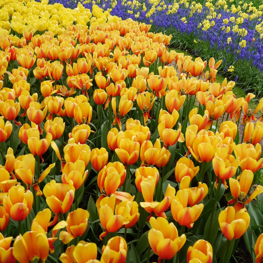 Обои тюльпаны, много, желтые, оранжевые, tulips, a lot, yellow, orange разрешение 4335x2800 Загрузить