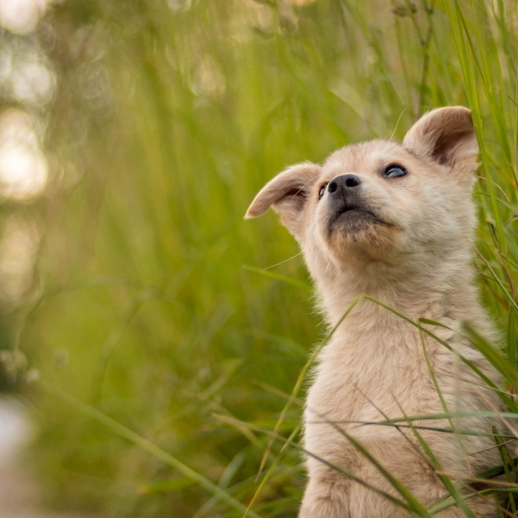 Обои трава, мордочка, взгляд, собака, щенок, милый, grass, muzzle, look, dog, puppy, cute разрешение 2100x1312 Загрузить