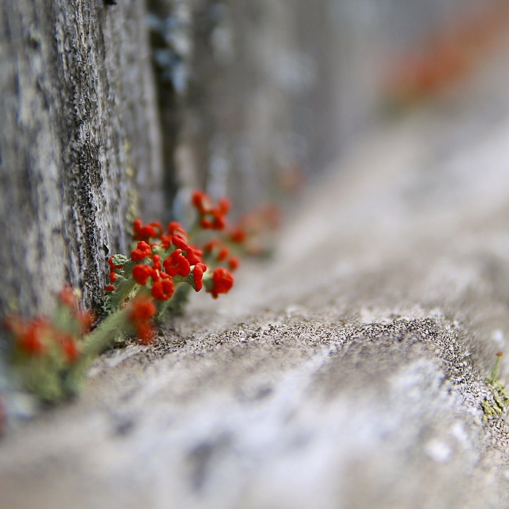 Обои цветы, природа, забор, flowers, nature, the fence разрешение 1920x1149 Загрузить