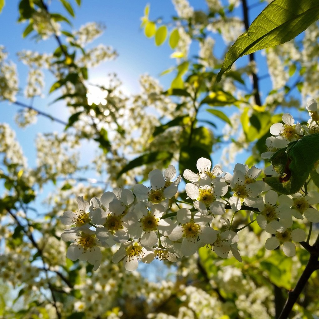 Обои цветы, макро, вишня, белые, соцветия, боке, flowers, macro, cherry, white, inflorescence, bokeh разрешение 4096x2304 Загрузить