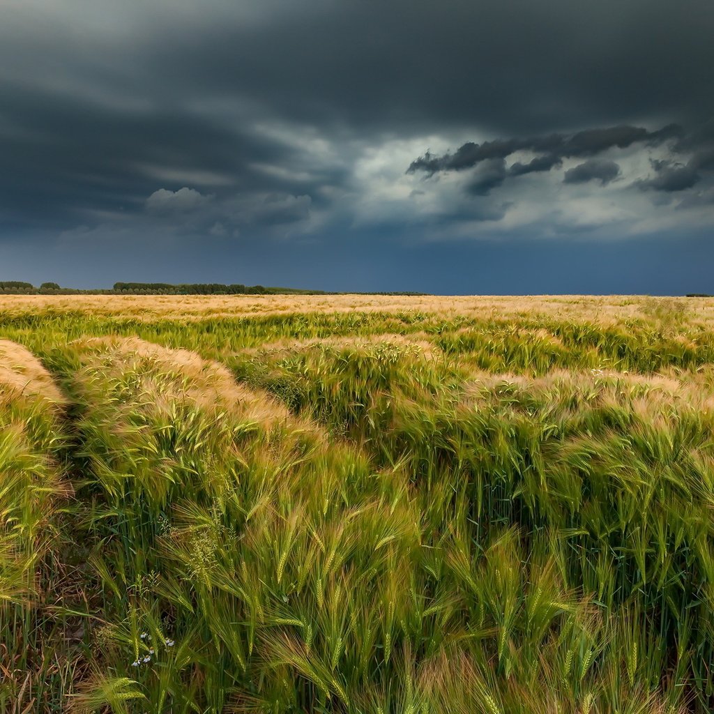 Обои поле, лето, колосья, field, summer, ears разрешение 2100x1357 Загрузить