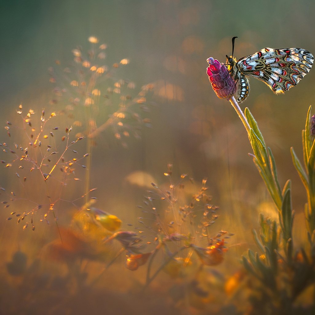 Обои цветы, насекомое, бабочка, блики, поляна, луг, flowers, insect, butterfly, glare, glade, meadow разрешение 2048x1152 Загрузить