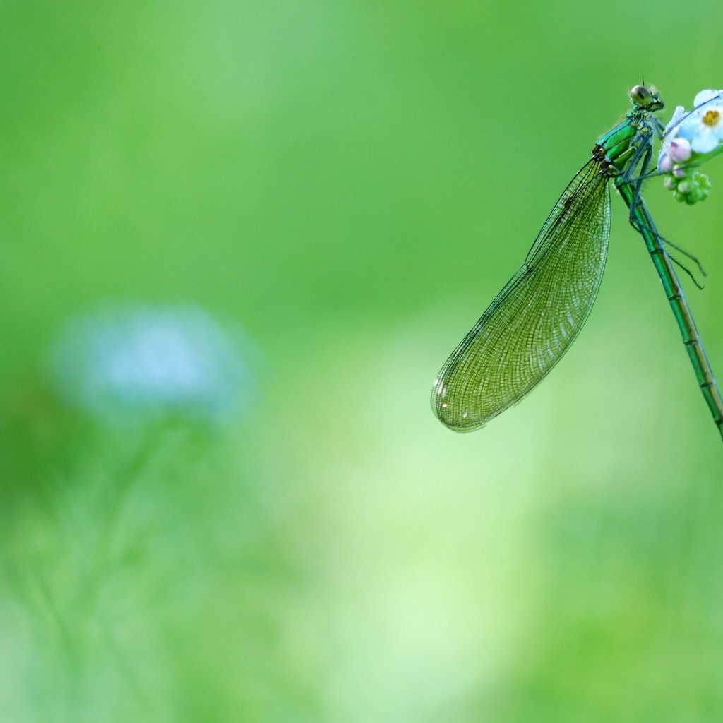 Обои цветы, зелень, макро, насекомое, стрекоза, незабудки, flowers, greens, macro, insect, dragonfly, forget-me-nots разрешение 2880x1620 Загрузить