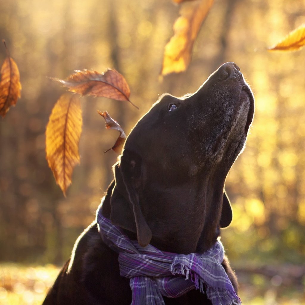 Обои листья, взгляд, осень, собака, друг, лабрадор, aaron, maria luisa milla, leaves, look, autumn, dog, each, labrador разрешение 2560x1707 Загрузить