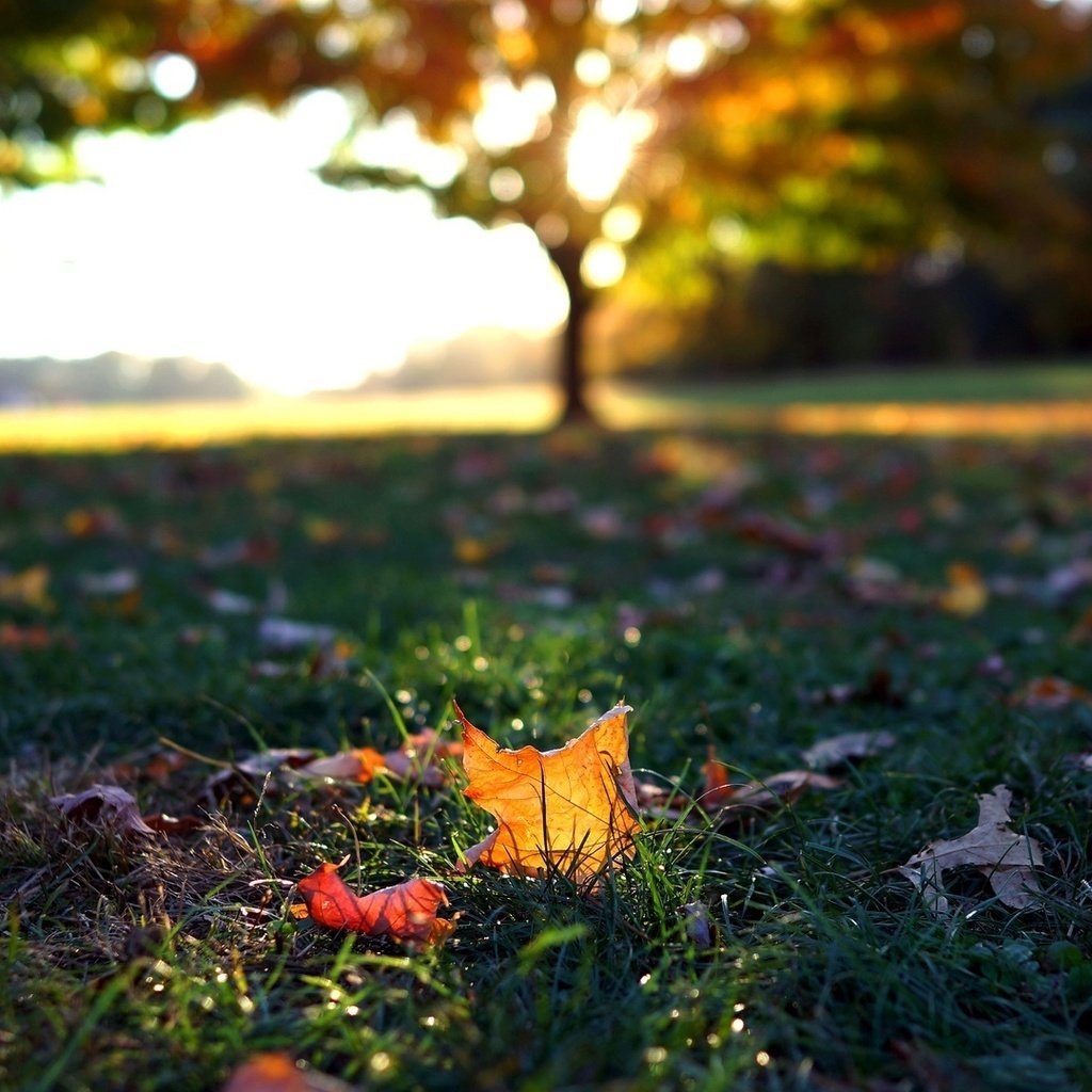 Обои трава, листья, макро, осень, листочки, листопад, осен, grass, leaves, macro, autumn, falling leaves разрешение 1920x1080 Загрузить