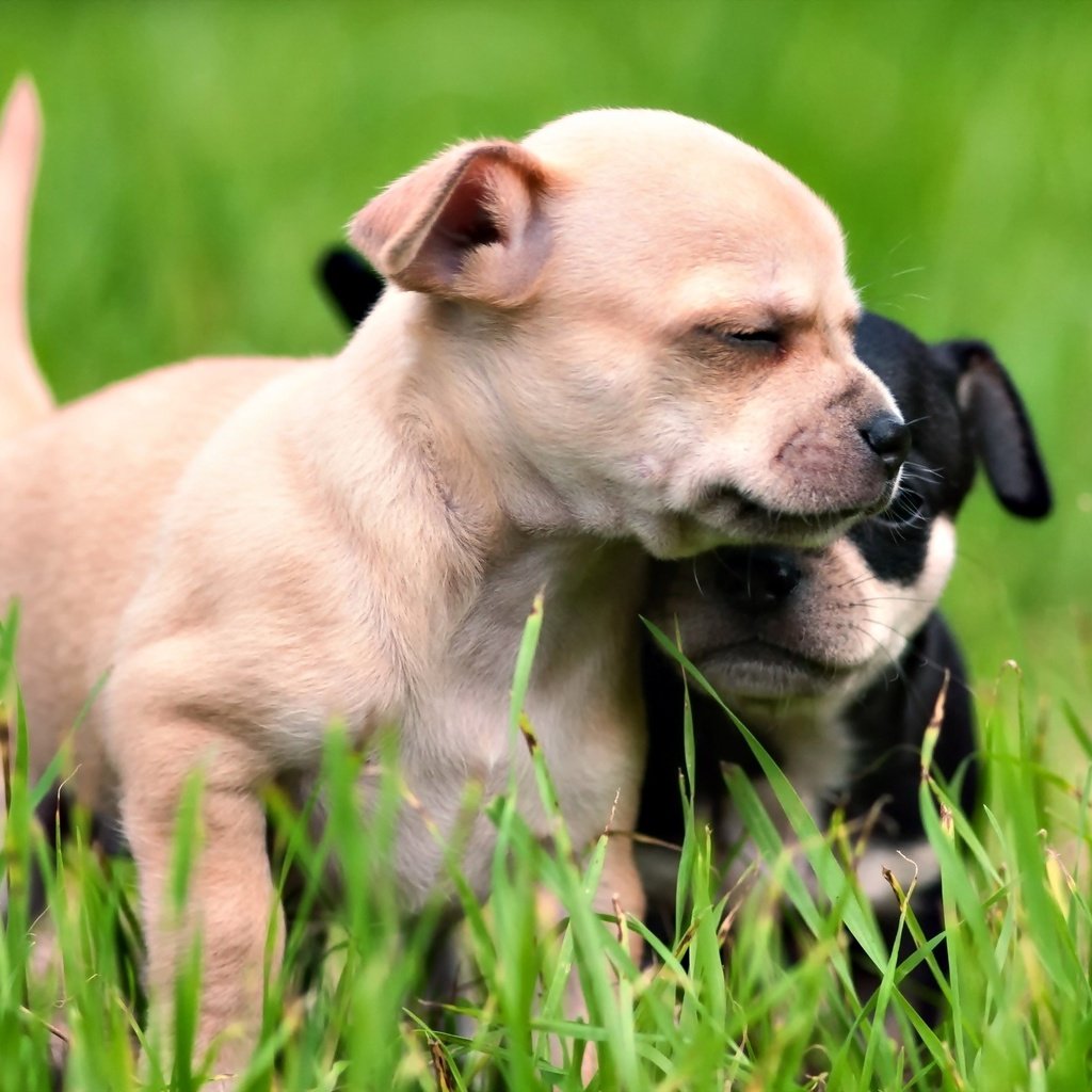 Обои трава, лето, щенки, дружба, собаки, grass, summer, puppies, friendship, dogs разрешение 2560x1600 Загрузить