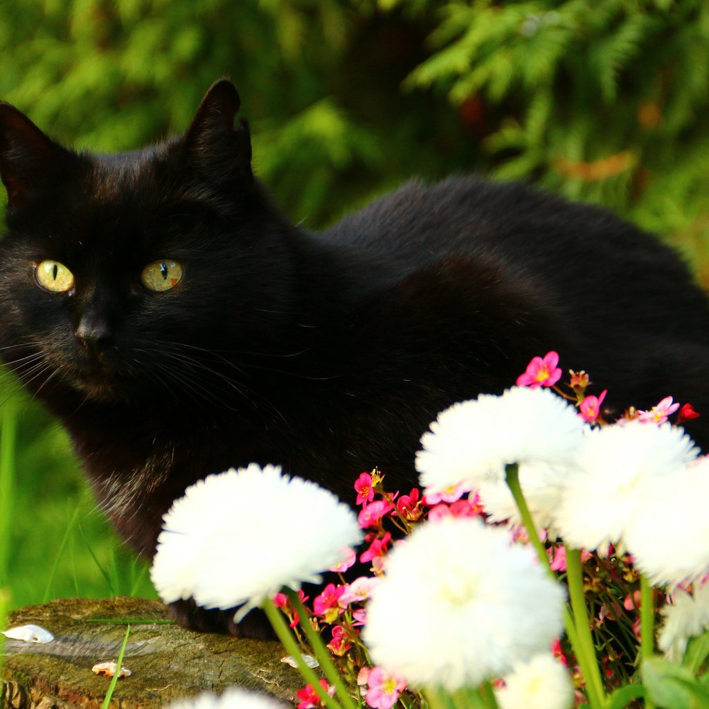 Обои цветы, кот, взгляд, черный кот, flowers, cat, look, black cat разрешение 3120x2080 Загрузить