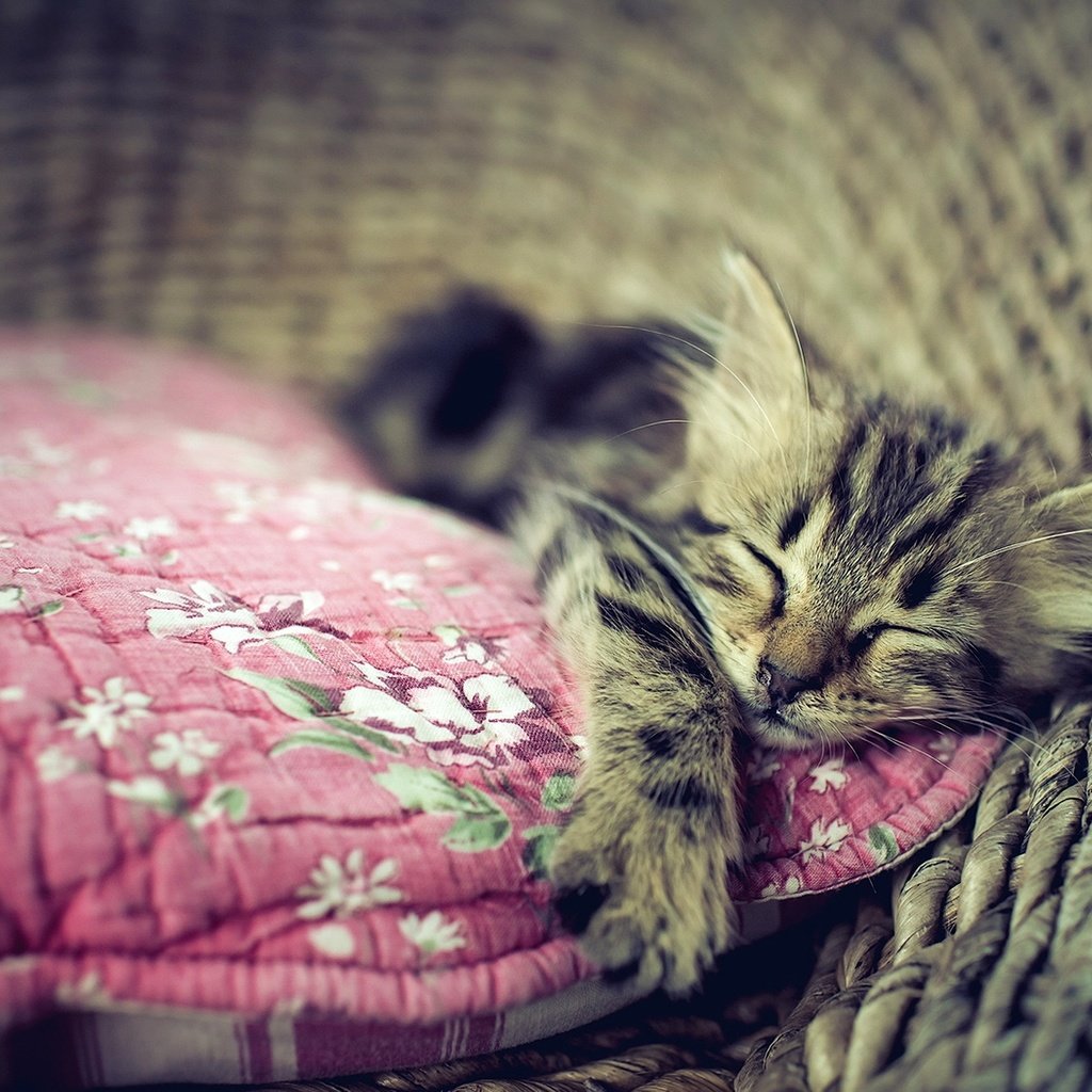 Обои кошка, сон, котенок, дом, уют, cat, sleep, kitty, house, comfort разрешение 1920x1294 Загрузить