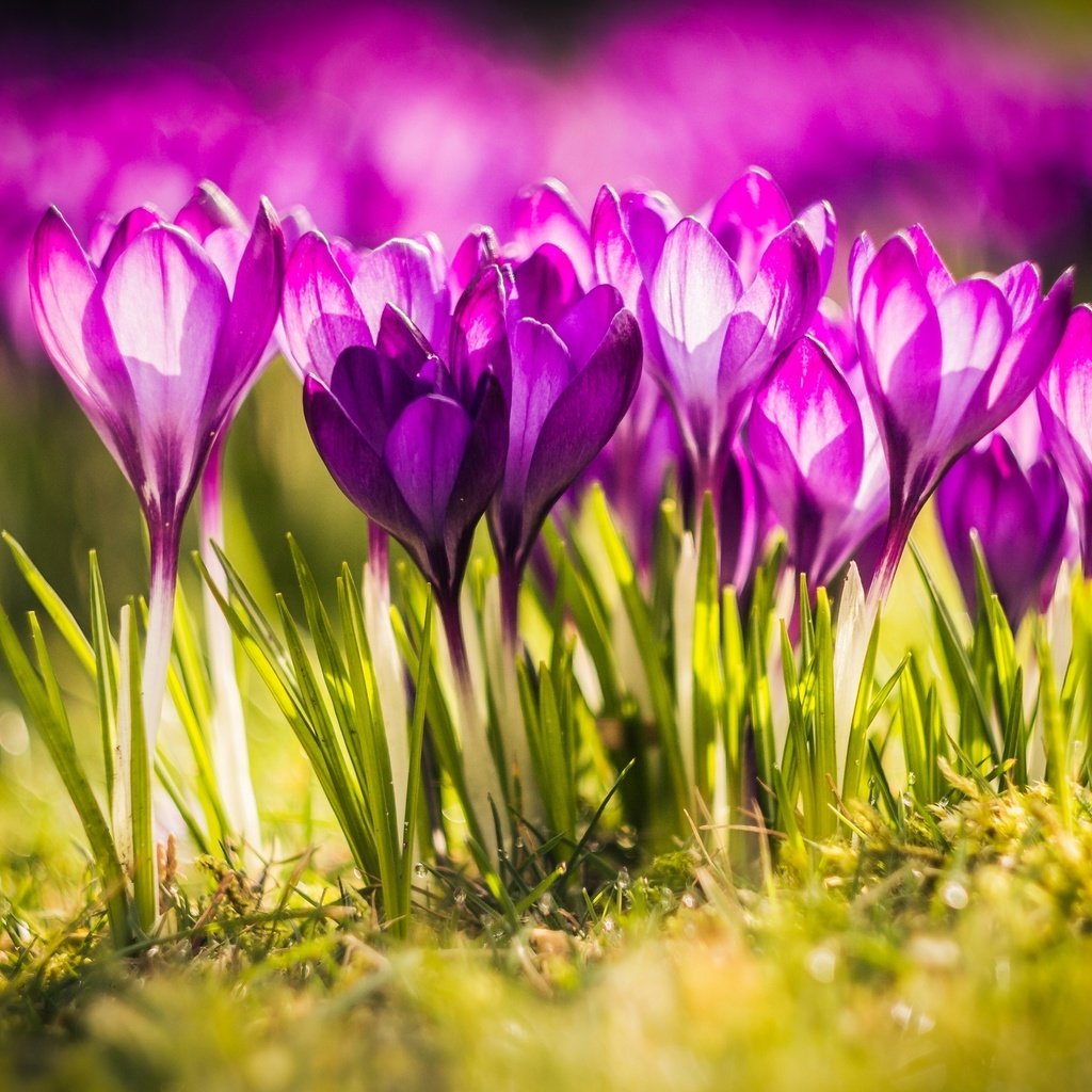 Обои свет, цветы, весна, крокусы, close up, light, flowers, spring, crocuses разрешение 2560x1600 Загрузить