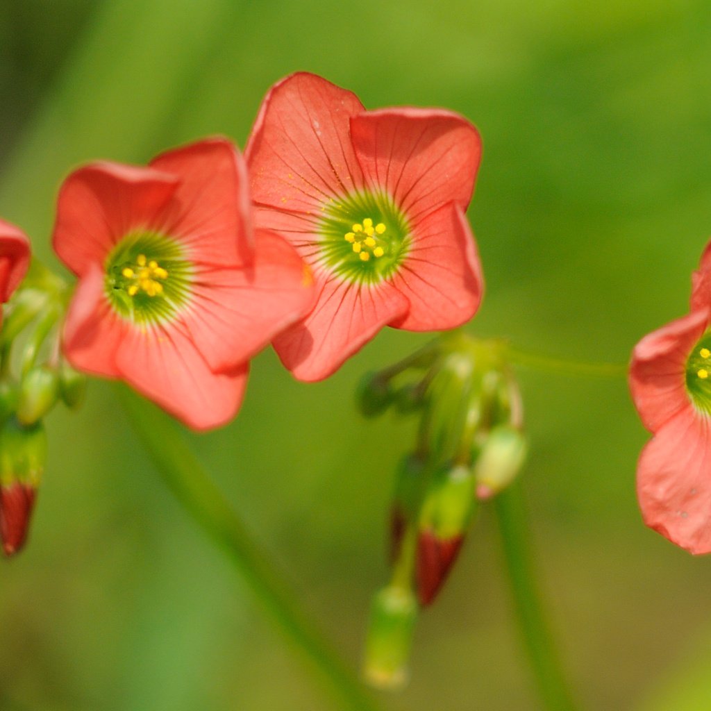 Обои цветы, макро, боке, кислица, rислица четырёхлистная, flowers, macro, bokeh, oxalis, the four-leaf galiza разрешение 3839x1954 Загрузить