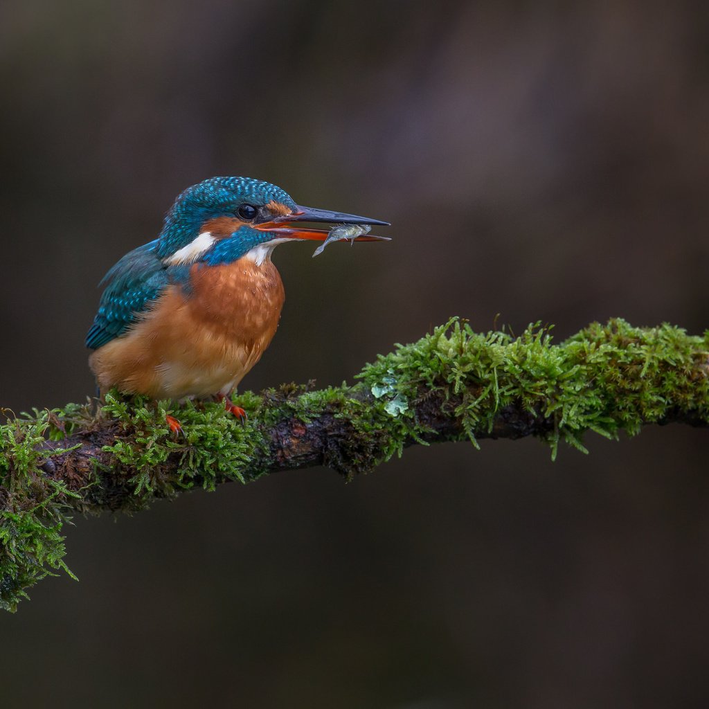 Обои ветка, природа, птица, мох, рыба, зимородок, улов, branch, nature, bird, moss, fish, kingfisher, catch разрешение 2048x1365 Загрузить