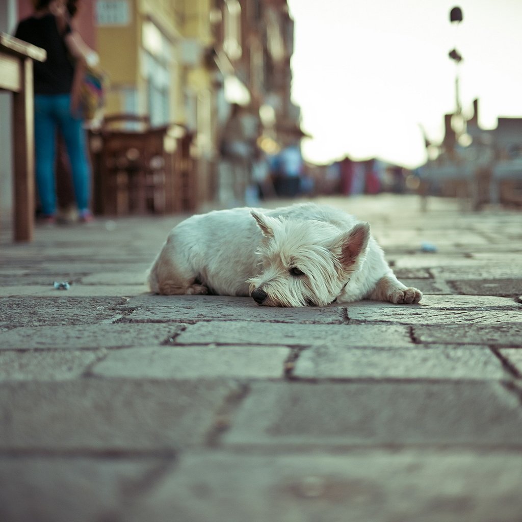 Обои собака, одиночество, улица, dog, loneliness, street разрешение 1920x1274 Загрузить