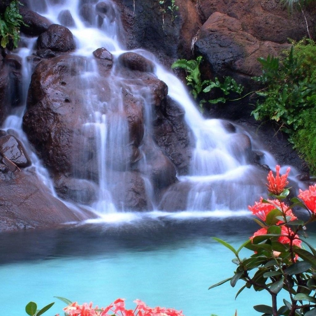Обои цветы, скалы, природа, зелень, водопад, красные, тропики, flowers, rocks, nature, greens, waterfall, red, tropics разрешение 1920x1080 Загрузить