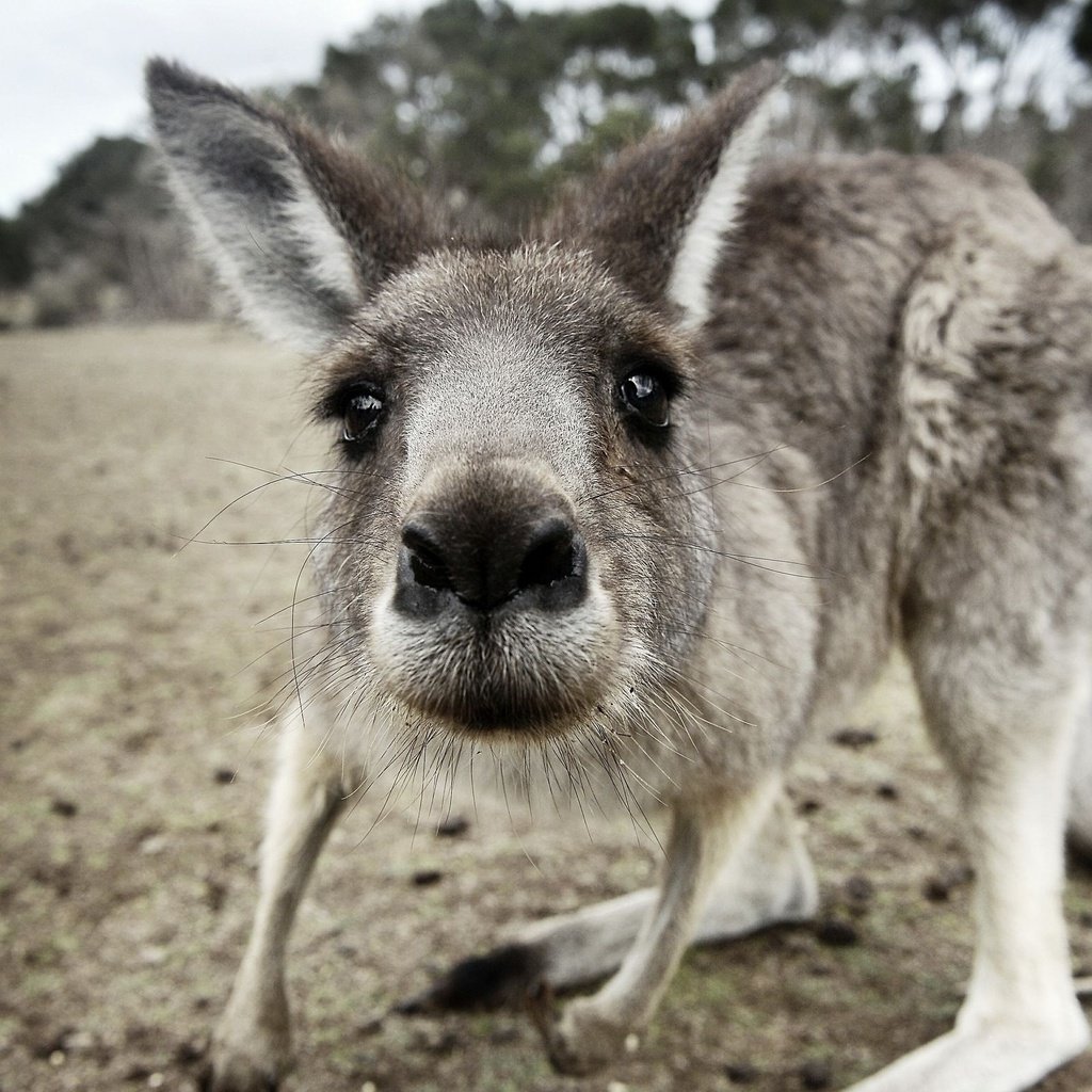 Обои морда, взгляд, животное, кенгуру, с серыми, кенгурёнок, face, look, animal, kangaroo, gray разрешение 2560x1600 Загрузить