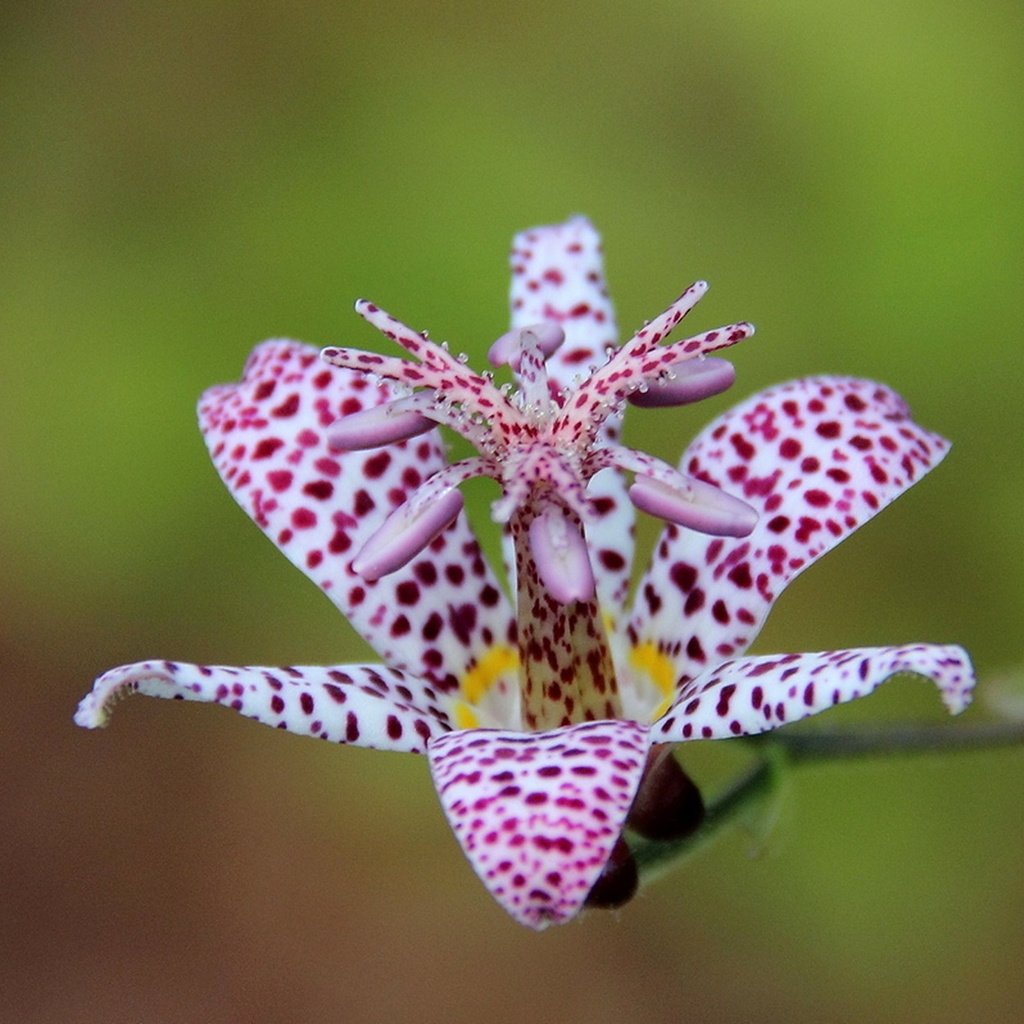 Обои макро, цветок, лепестки, трициртис, садовая орхидея, macro, flower, petals, tricyrtis, garden orchid разрешение 1920x1246 Загрузить