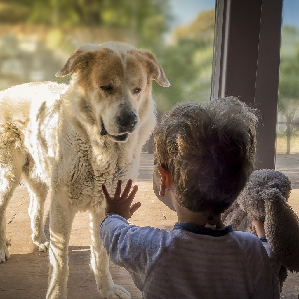 Обои собака, дом, мальчик, dog, house, boy разрешение 2047x1293 Загрузить