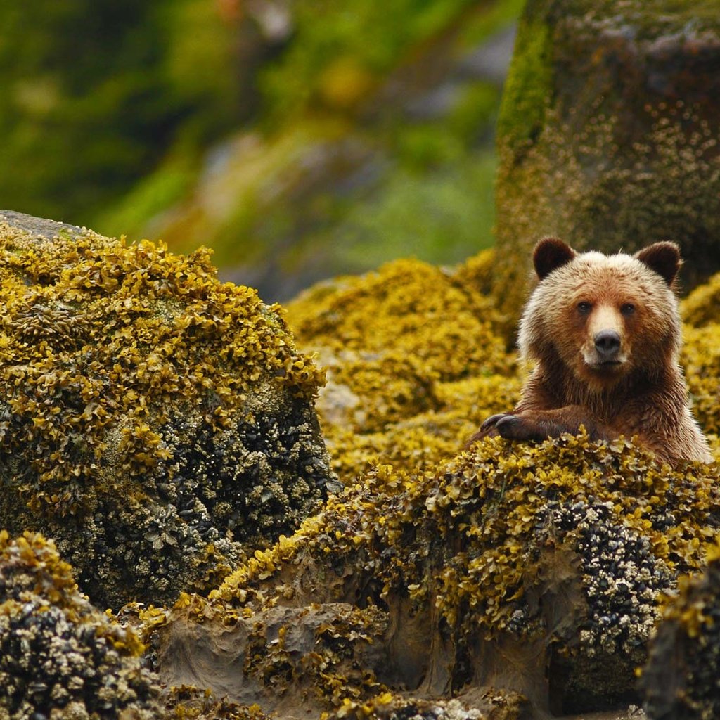 Bear stone. Тянь-шаньский бурый медведь. Медведь осенью. Бурый медведь осенью. Гризли.