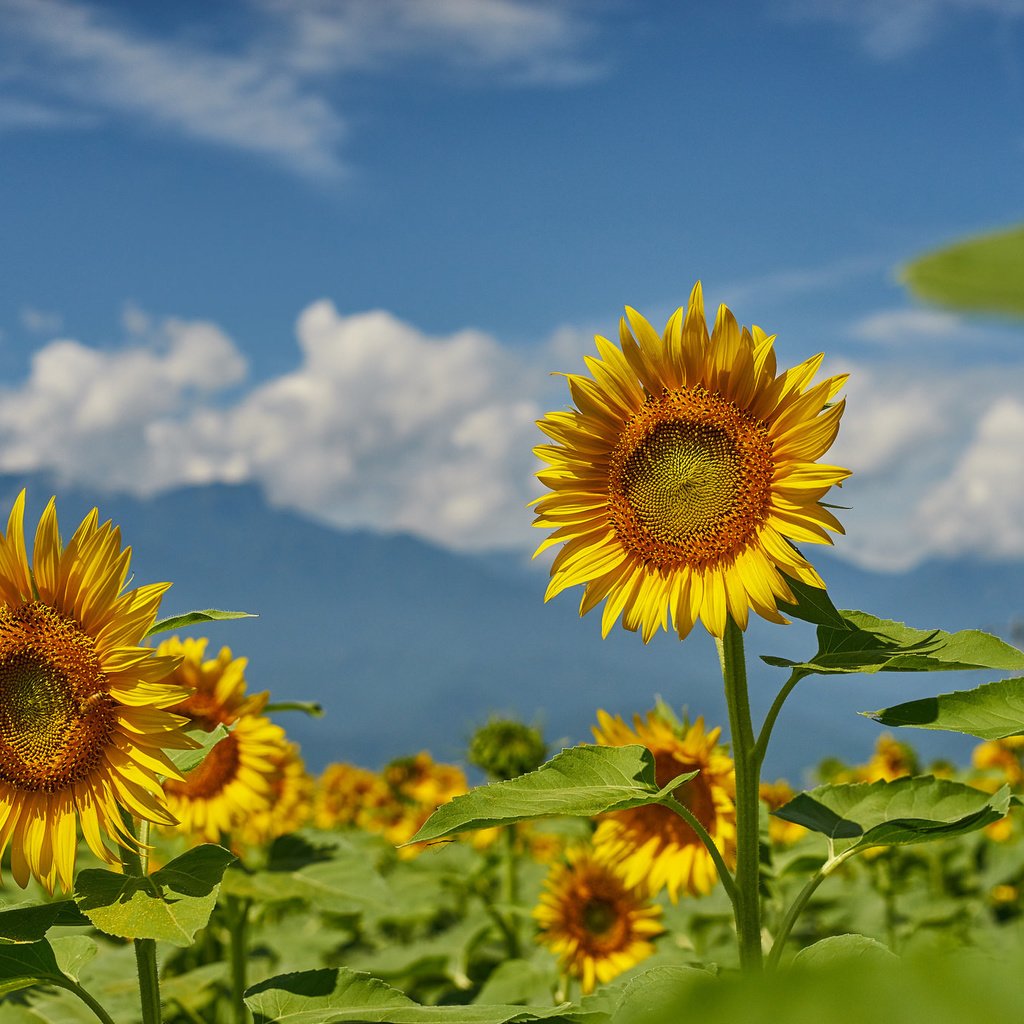 Обои небо, поле, лето, подсолнухи, the sky, field, summer, sunflowers разрешение 2048x1365 Загрузить