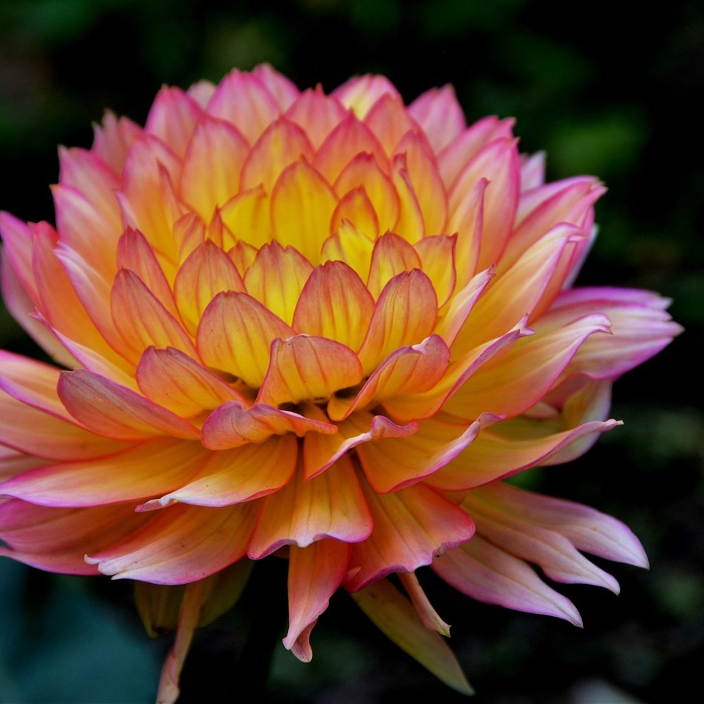 Обои макро, цветок, лепестки, георгин, macro, flower, petals, dahlia разрешение 2880x1920 Загрузить