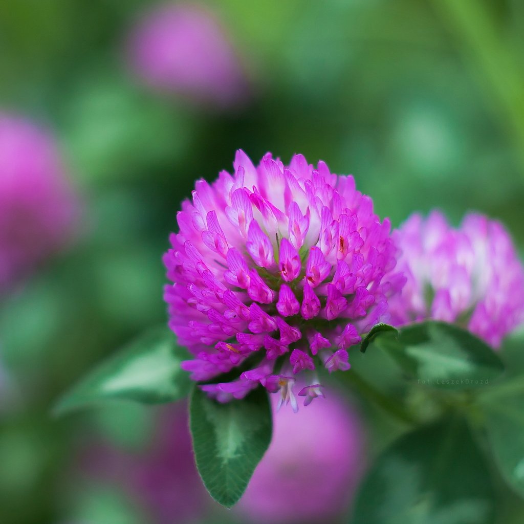 Обои клевер, макро, цветок, боке, clover, macro, flower, bokeh разрешение 3581x2388 Загрузить