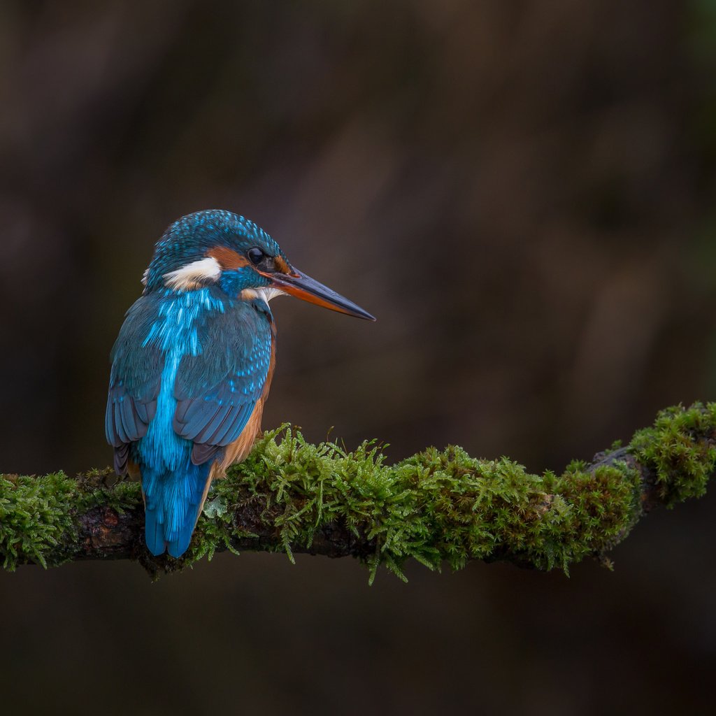 Обои ветка, природа, птица, мох, зимородок, branch, nature, bird, moss, kingfisher разрешение 2048x1365 Загрузить