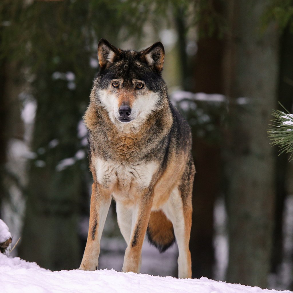 Обои снег, природа, лес, волк, quiet-bliss, snow, nature, forest, wolf разрешение 2000x1333 Загрузить