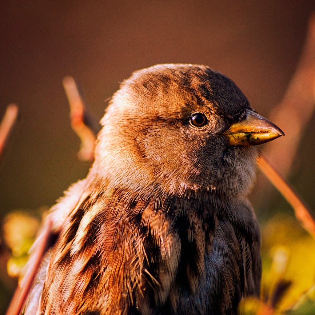 Обои фон, птица, клюв, воробей, background, bird, beak, sparrow разрешение 2048x1365 Загрузить