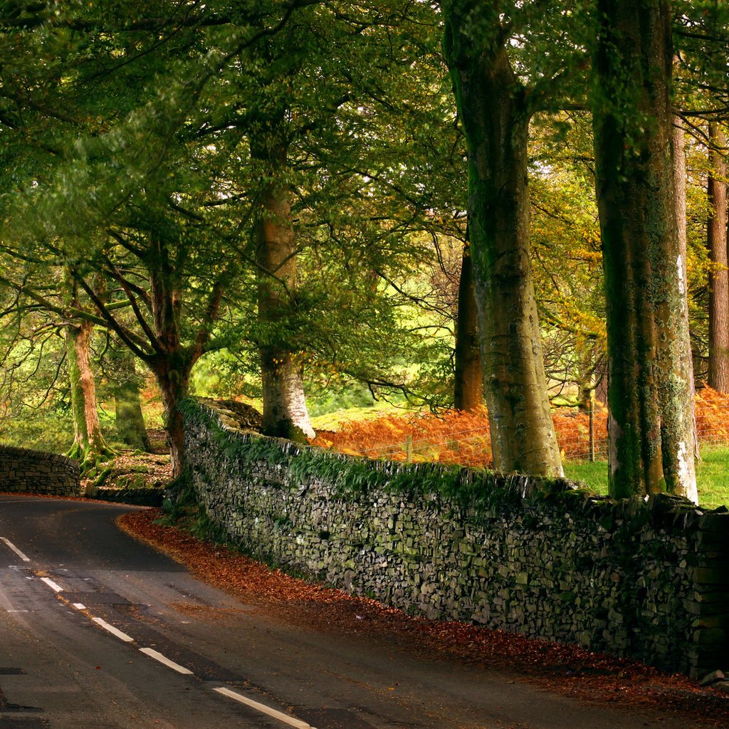 Обои дорога, деревья, листья, осень, англия, autumn road, mycatkins, road, trees, leaves, autumn, england разрешение 1920x1080 Загрузить