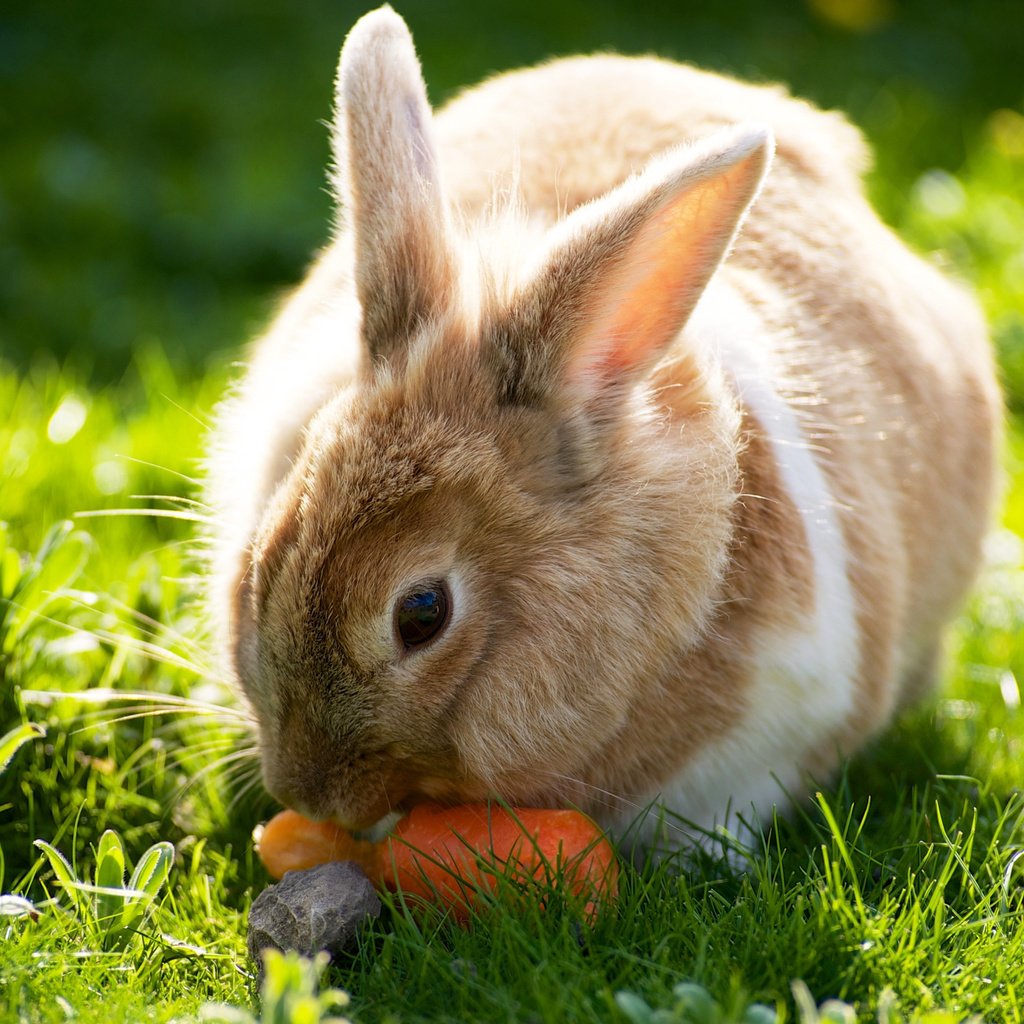 Зайчик морковь. Кролик. Милые зайчики. Кролик с морковкой. Милый кролик с морковкой.