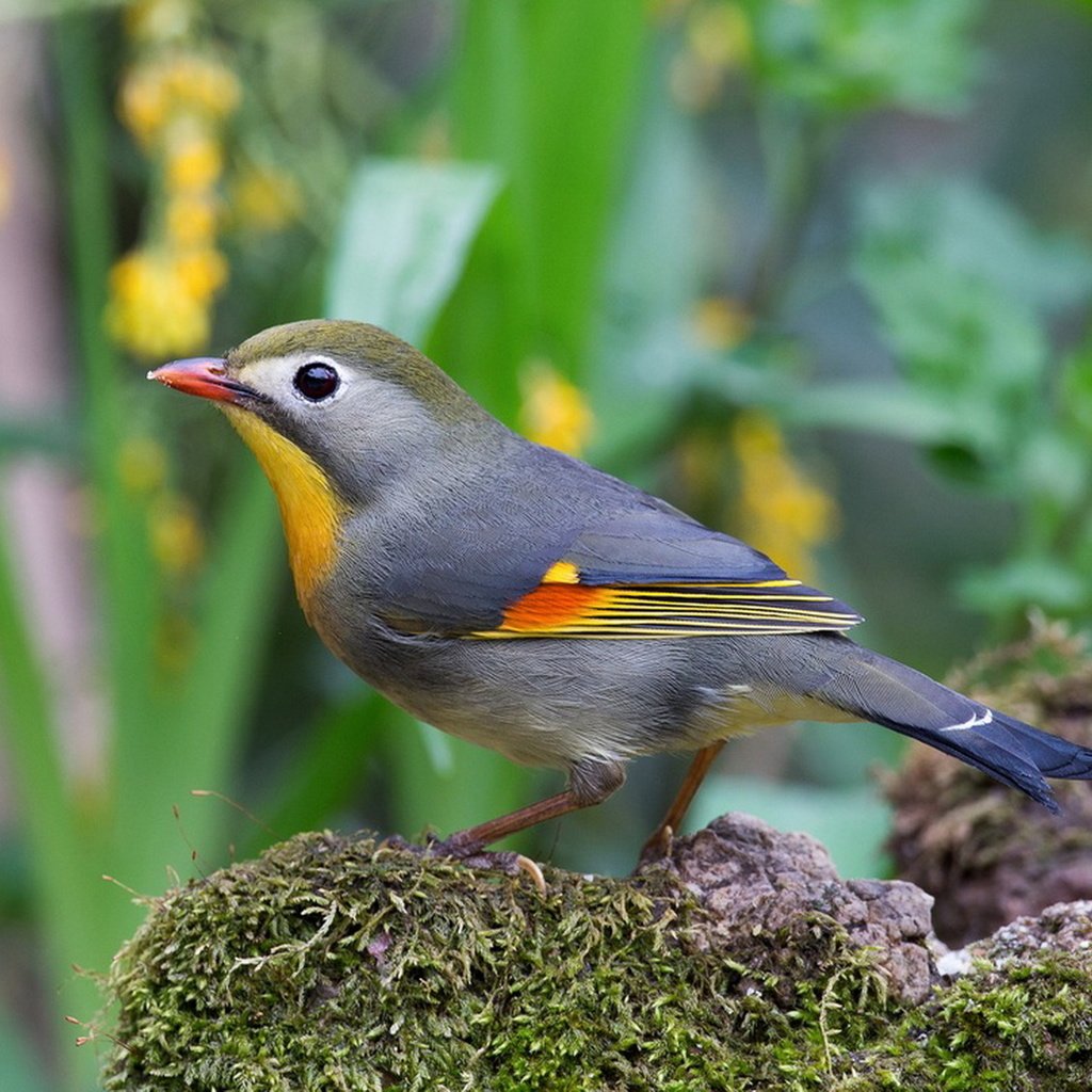 Обои птица, мох, китайский, оперение, соловей, leiothrix lutea, paulo, bird, moss, chinese, tail, nightingale разрешение 1920x1368 Загрузить