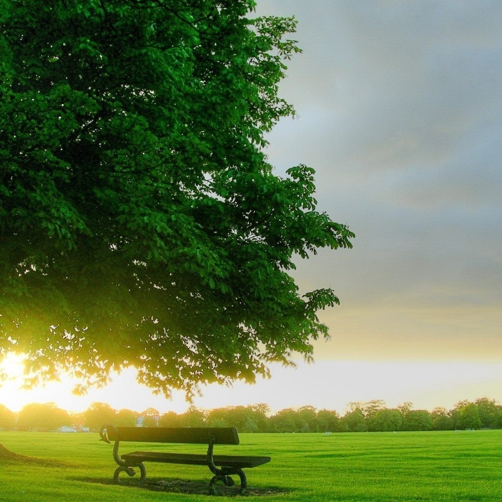 Обои природа, дерево, утро, поле, рассвет, скамейка, лавочка, nature, tree, morning, field, dawn, bench, shop разрешение 1920x1080 Загрузить