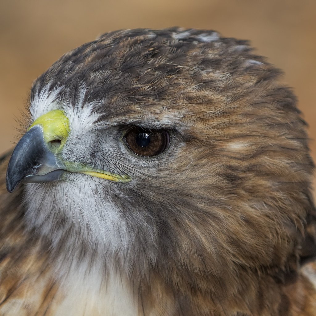 Обои взгляд, профиль, птица, клюв, ястреб, look, profile, bird, beak, hawk разрешение 2048x1365 Загрузить