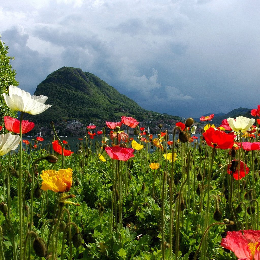 Обои цветы, горы, природа, швейцария, маки, лугано, flowers, mountains, nature, switzerland, maki, lugano разрешение 1920x1200 Загрузить