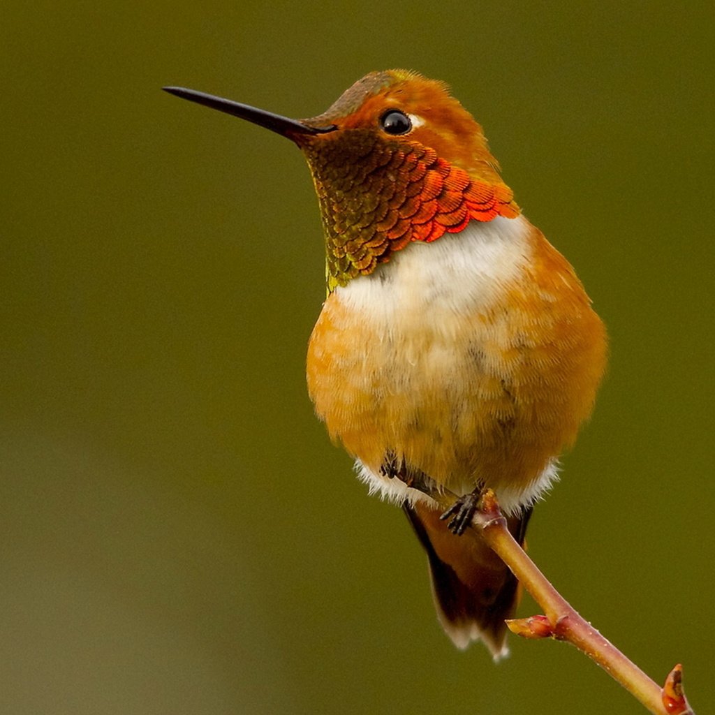 Обои птица, колибри, охристый колибри, рыжий селасфорус, bird, hummingbird, buffy hummingbird, red selasphorus разрешение 1920x1280 Загрузить