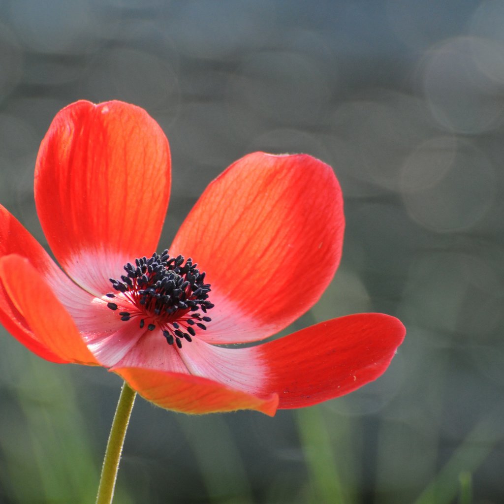 Обои фон, цветок, лепестки, красный, серый, блики, анемона, background, flower, petals, red, grey, glare, anemone разрешение 2048x1360 Загрузить