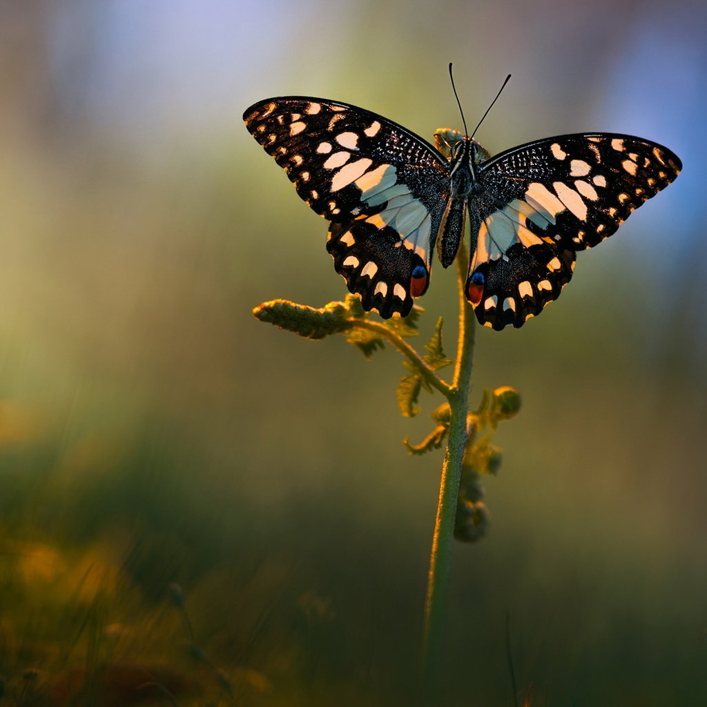 Обои макро, фон, лето, бабочка, поляна, растение, macro, background, summer, butterfly, glade, plant разрешение 2048x1152 Загрузить