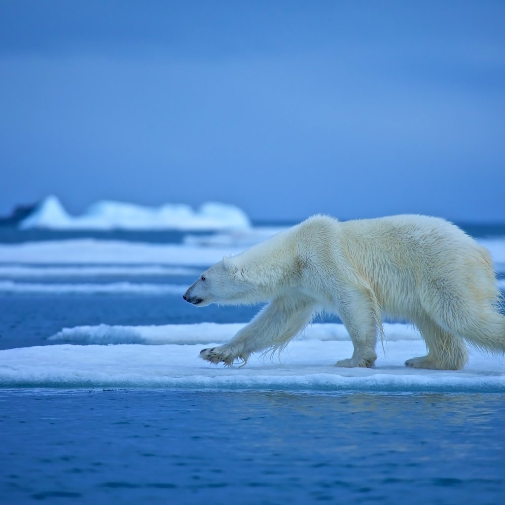 Обои вода, медведь, белый медведь, льдина, water, bear, polar bear, floe разрешение 4500x3000 Загрузить