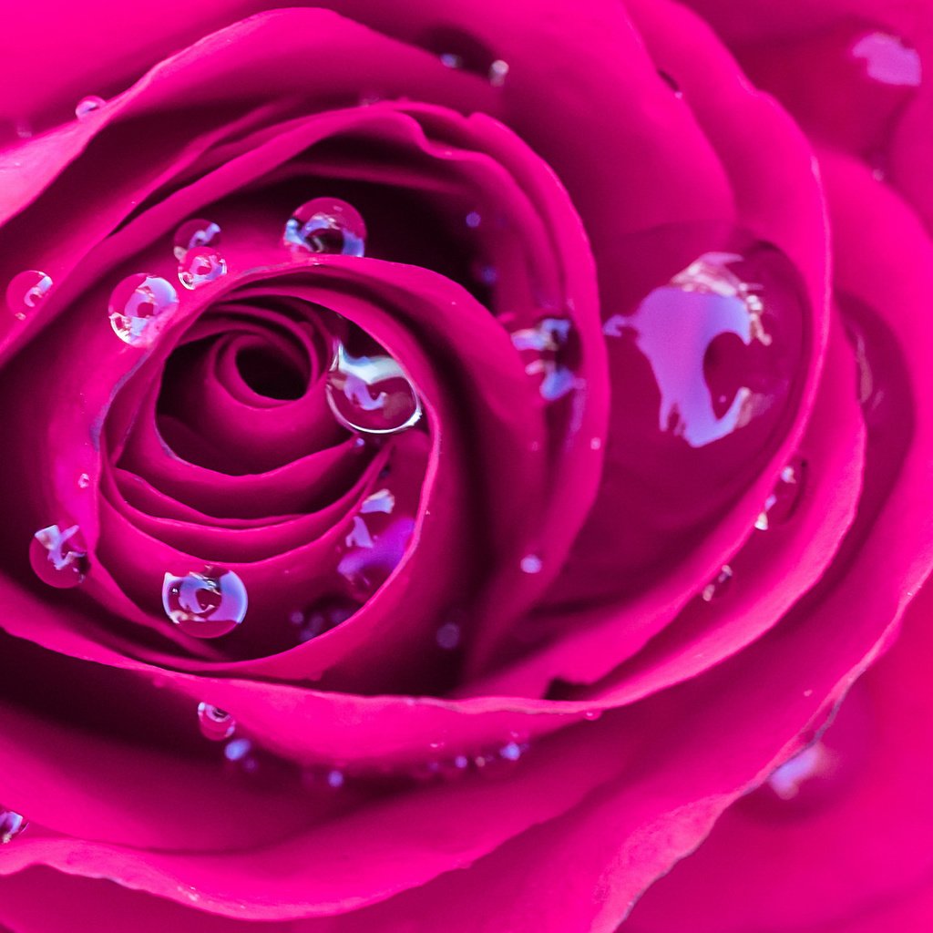Обои макро, роса, капли, роза, бутон, розовая, яркая, macro, rosa, drops, rose, bud, pink, bright разрешение 2048x1152 Загрузить