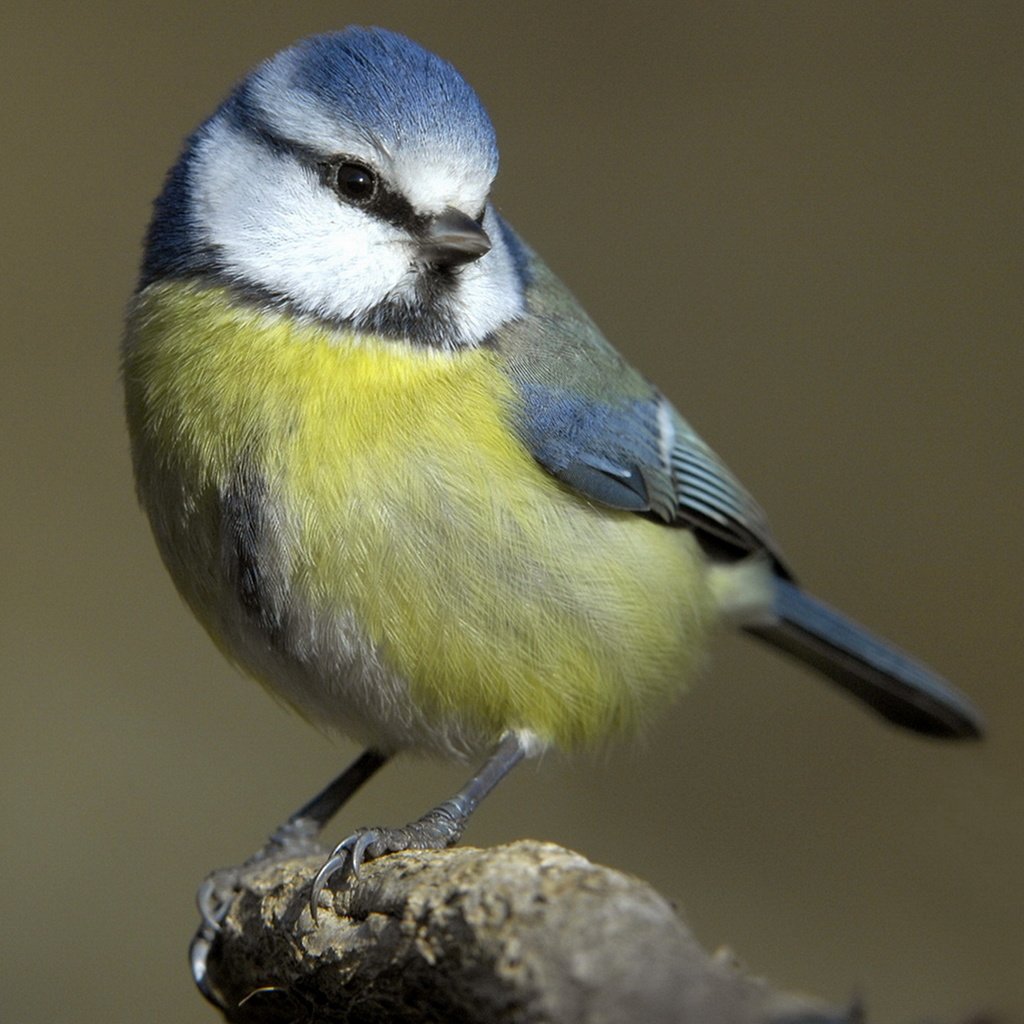 Обои макро, птица, клюв, перья, синица, синичка, лазоревка, cиница, macro, bird, beak, feathers, tit, titmouse, blue tit разрешение 1920x1437 Загрузить