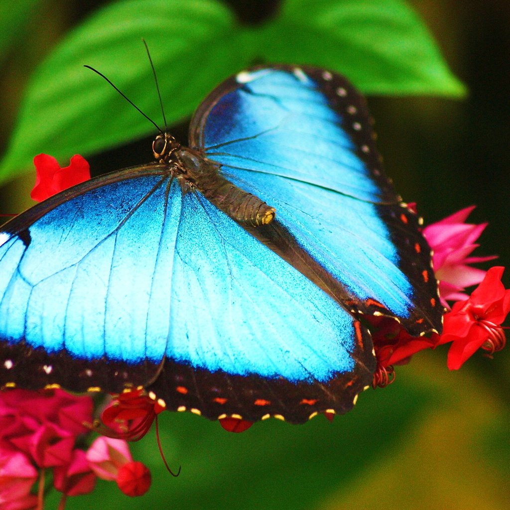 Обои макро, насекомое, цветок, бабочка, крылья, голубая, морфо, macro, insect, flower, butterfly, wings, blue, morpho разрешение 2560x1600 Загрузить